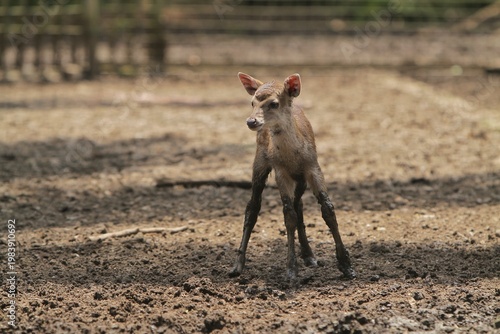 a tiny timor deer wandering in the fields alone during the day