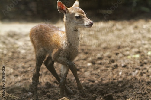 a tiny timor deer wandering in the fields alone during the day