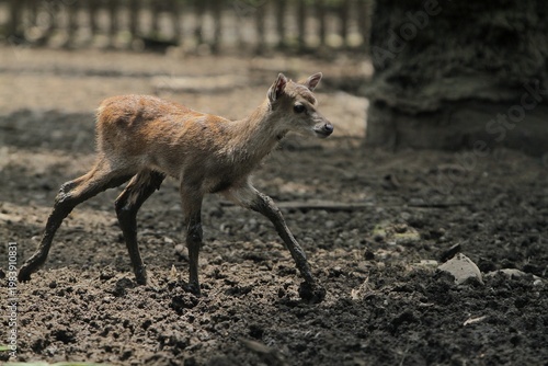 a tiny timor deer wandering in the fields alone during the day