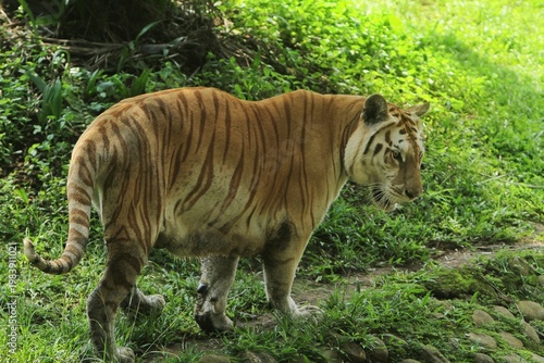 a bengal tiger walking in the grass while observing the surroundings