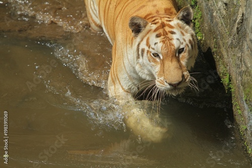 A bengal tiger walks in the water while looking ahead