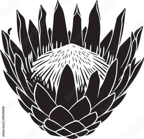 Black and white of a king protea flower botanical