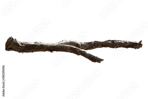 Natural branch, single branch, tree branch