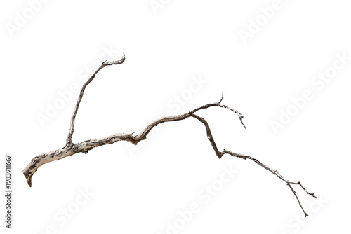 Natural branch, single branch, tree branch