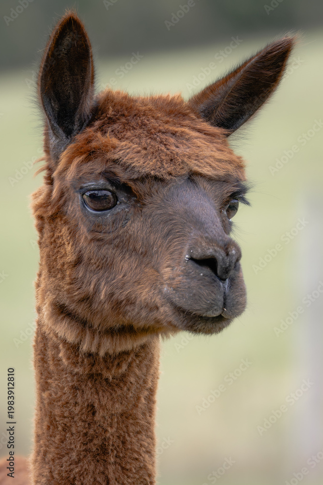 Fototapeta premium Brown alpaca close-up portrait looking sideways