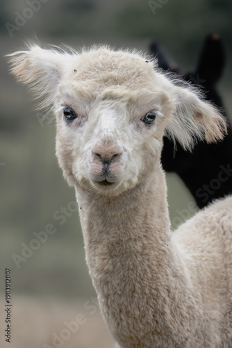 Funny white alpaca portrait with messy fur
