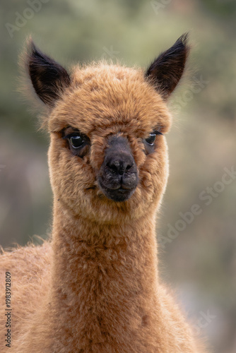 Soft brown alpaca portrait with natural background
