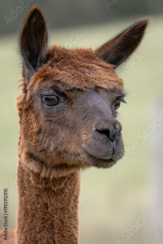 Brown alpaca close-up portrait looking sideways