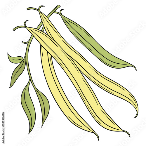 wax beans