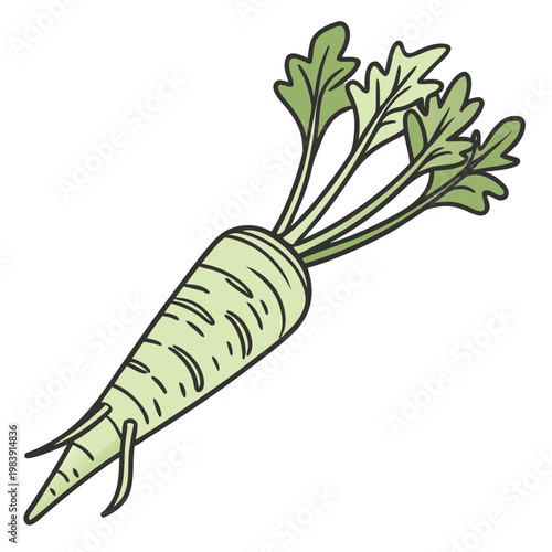 wasabi root vector isolated