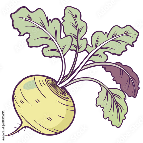 Bild auf Leinwand rutabaga on white background