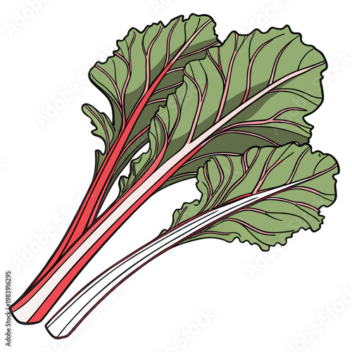 mustard greens vector on white