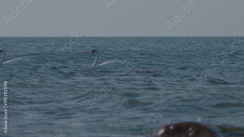 White swan swimming in blue sea waves. Elegant bird moving through ocean water. Wild animal in marine environment. Graceful nature and wildlife coastal concept.