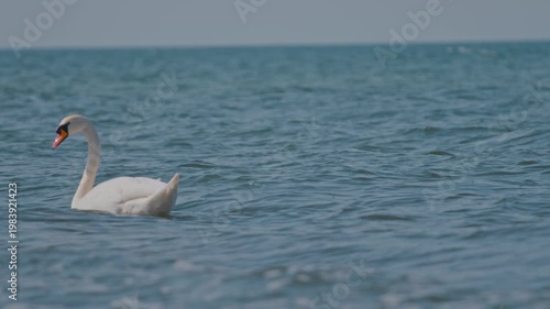 White swan swimming in blue sea waves. Elegant bird moving through ocean water. Wild animal in marine environment. Graceful nature and wildlife coastal concept.