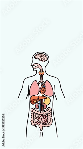 Fotografija Human Internal Organs Anatomy Illustration, Digestive and Respiratory System Med