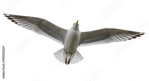 White bird in flight with black wingtips and long neck against plain white background