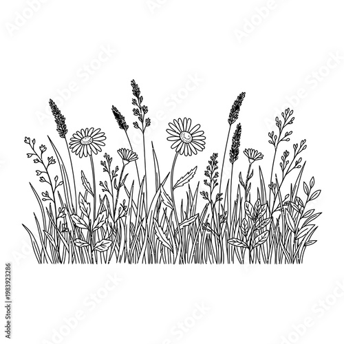 delicate wildflowers and grasses in a meadow natures beauty