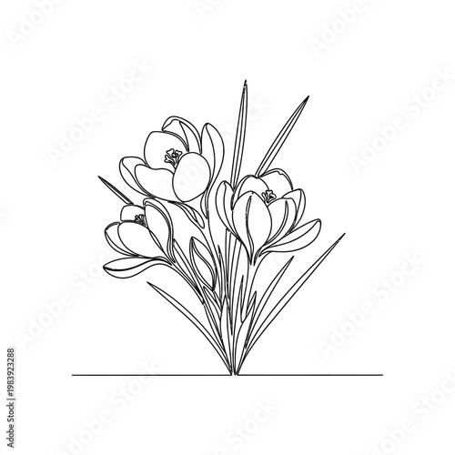 delicate continuous line drawing of blooming crocus flowers in spring