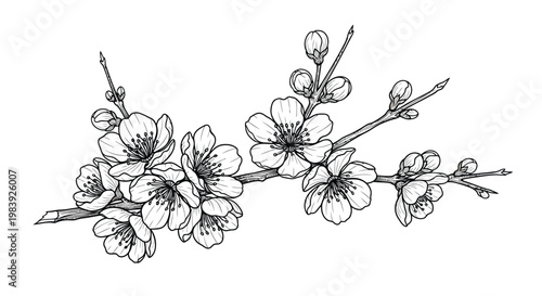 Black and white cherry blossom branch, floral vector illustration, line art flowers, blossoming tree twig