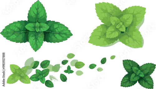 Fresh mint leaves collection with green herbal foliage clusters and scattered leaves natural botanical vector illustration set