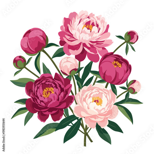 Beautiful Peony Flowers in Bloom.