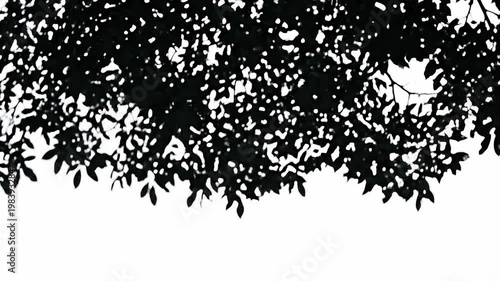 Dense Leafy Canopy Shadow Overlay on White