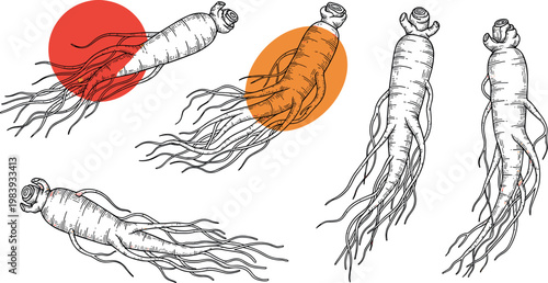 Detailed Ginseng Root Illustration, Hand-Drawn Line Art of Ginseng Plant Roots with Organic Detailing and Highlighted Sections