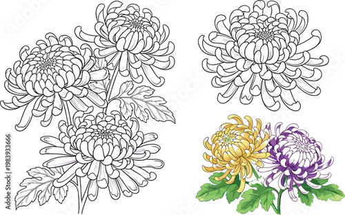 Schilderij op canvas Chrysanthemum flower collection with detailed line art and colored botanical ill