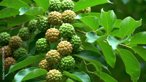 Ripe fruit on branch.