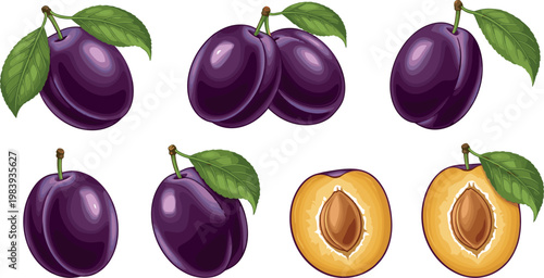 Fresh Plum Collection, Vector Illustrations of Whole and Halved Plums with Green Leaves in Detailed Design