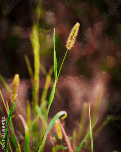 Grass seed heads in soft morning light