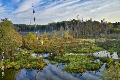 North Carolina wetland with standing dead trees and reflections