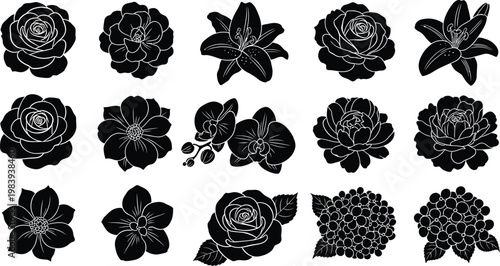 Black and white floral silhouettes on white background flowers succulents