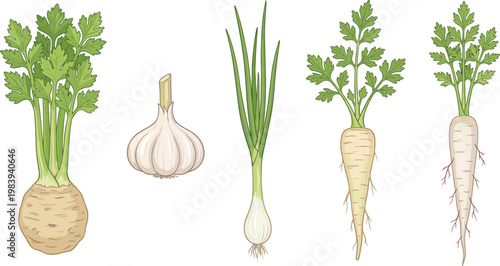 Hand-Drawn Vegetables Vector Set with Celery, Garlic, Onion, and Parsnip for Cooking, Healthy Eating, and Organic Farming Themes