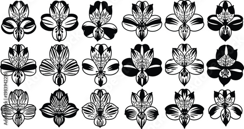 Black and white orchid flowers in rows floral