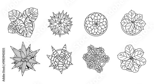 collection of stylized line art potted houseplants top view botanical illustration