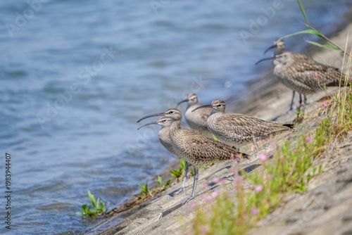 河口の堤防で羽を休めるチュウシャクシギの群れ 自然と野生動物