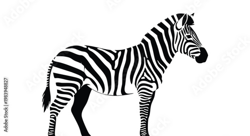 Black and white zebra standing isolated on a plain background