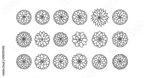 collection of succulent plant illustrations in a top-down view line art