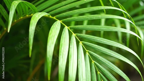 Green palm leaf closeup.