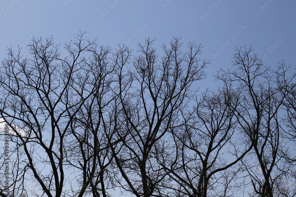 Fototapeta premium Bare tree branches silhouetted against a clear blue winter sky at dusk for seasonal nature scene