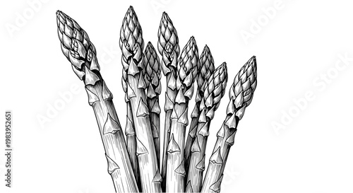 Asparagus plant illustration, vector drawing style, black and white, healthy vegetarian food ingredient.