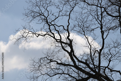 Bare tree branches create an intricate silhouette against a pale blue sky and...