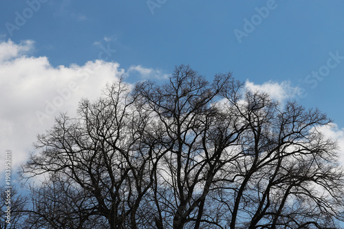 A leafless winter tree forms a dark silhouette against a clear blue sky dotte...