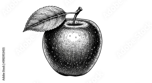 Black and white hand drawn detailed illustration of an apple with a leaf on a stem, white background.