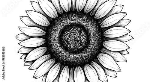Black and white ink illustration of a sunflower head with detailed petals and seeds close up view.
