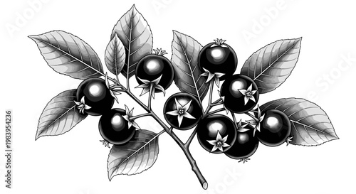 Branch of aronia berries with leaves, black and white illustration of chokeberry plant showing fruit and foliage.