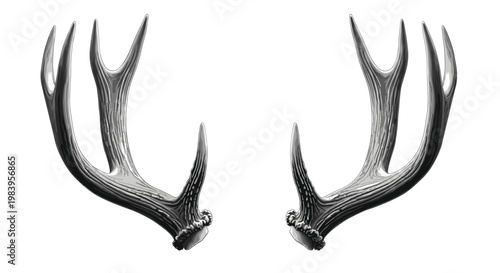 Deer antlers illustration vintage sketch drawing nature wildlife animal majestic strong powerful trophy hunting.