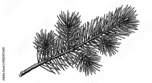 Detailed illustration of a pine tree branch with needles realistic natural element isolated on white background winter foliage detail.