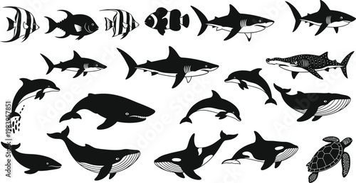 Black and white ocean animal ocean animals sea creatures fish sharks whales